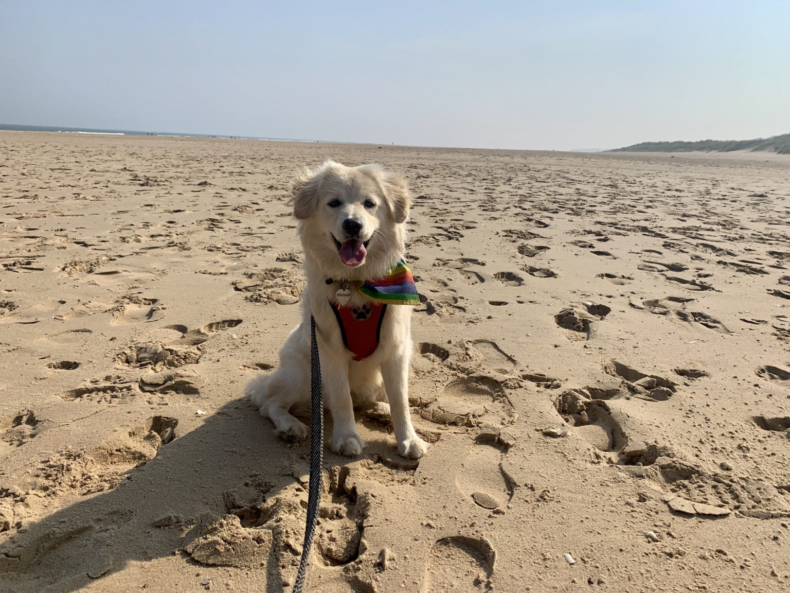 The 6 Best Dog-Friendly Beaches In Devon