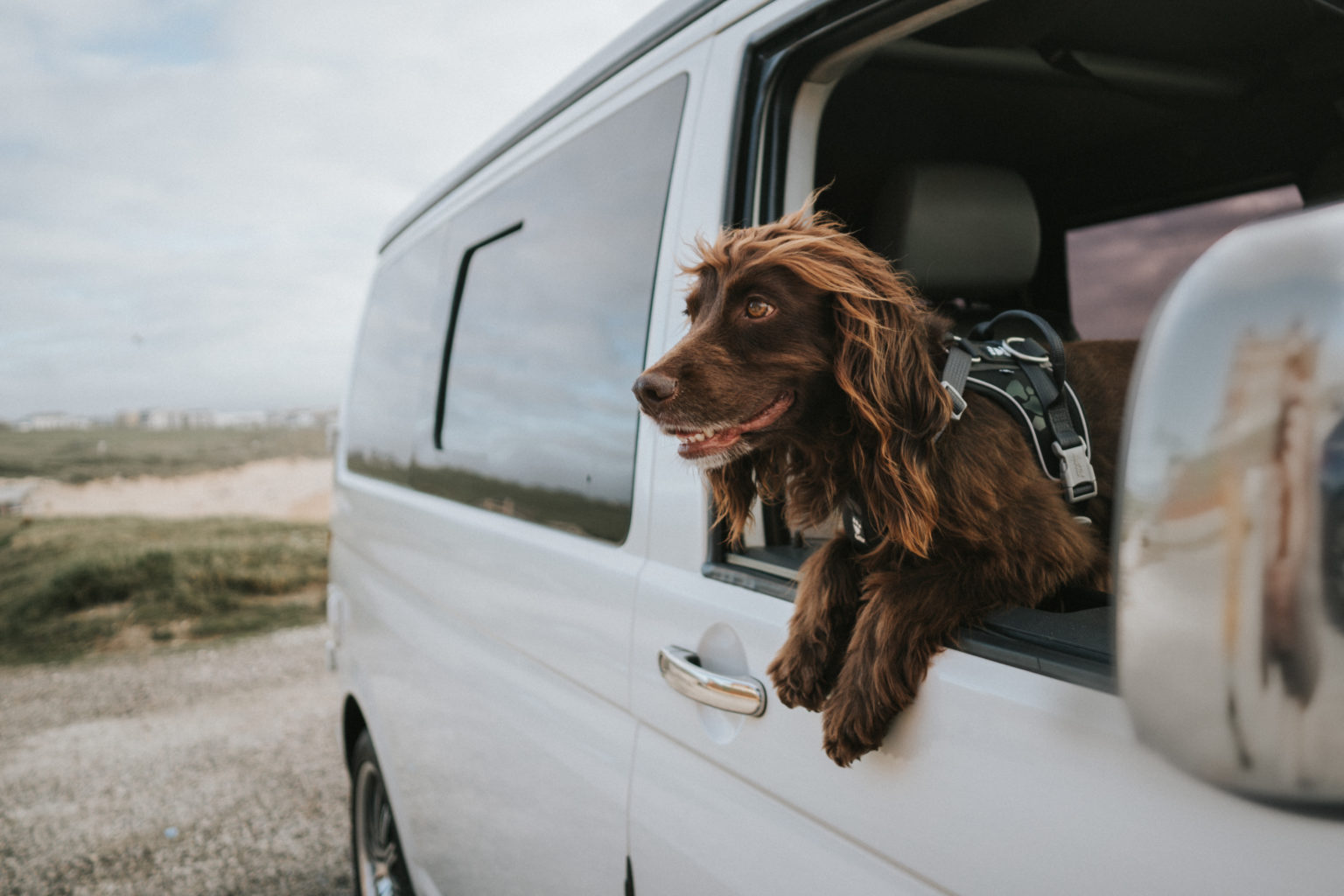 The Ultimate Guide To Travelling In A Campervan With A Dog