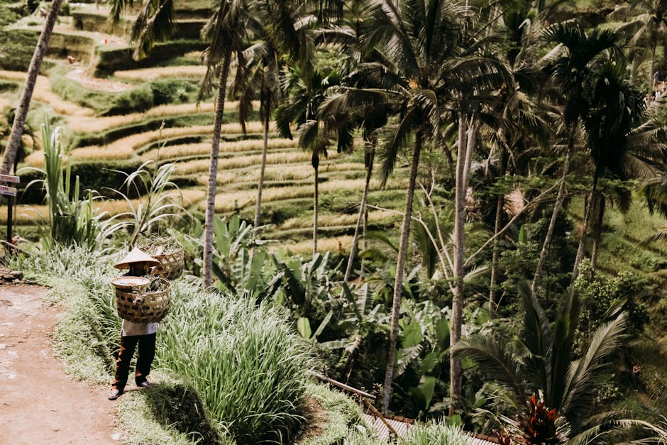 A farmer in Bali, Indonesia, carrying baskets amidst lush rice terraces and palm trees.