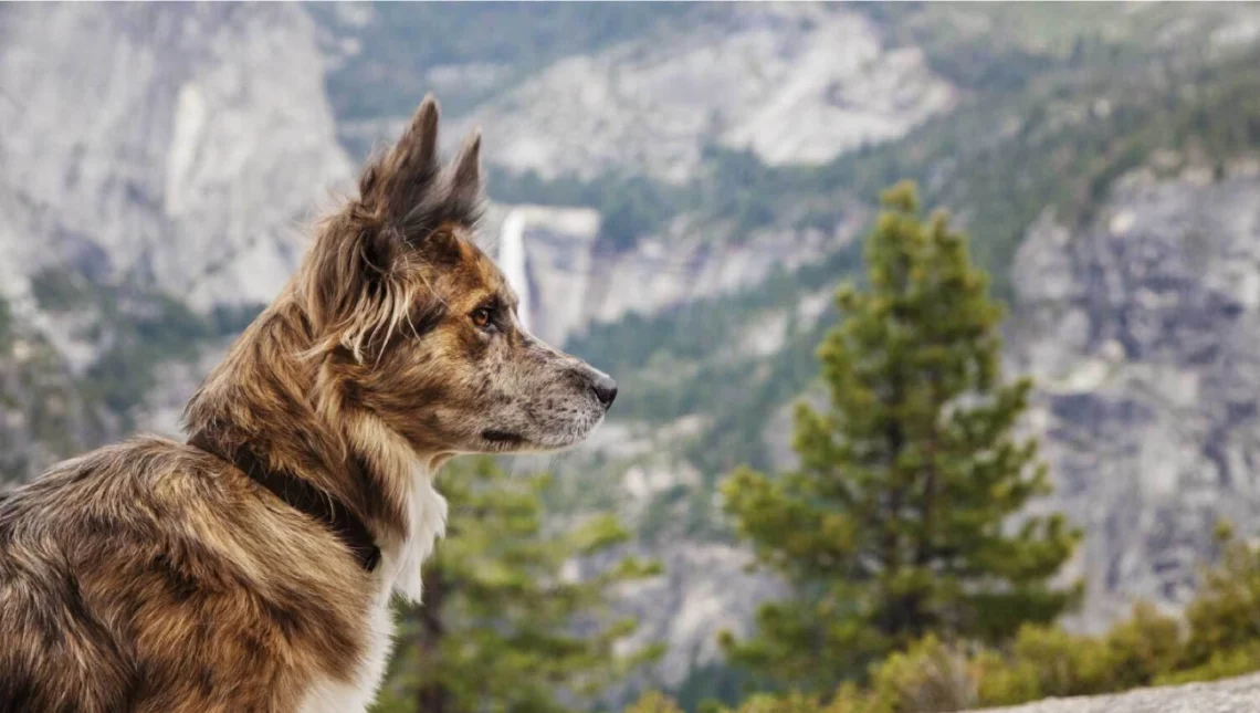 Planning a Dog-Friendly Adventure Retreat Tips for Pet Travel and Activities