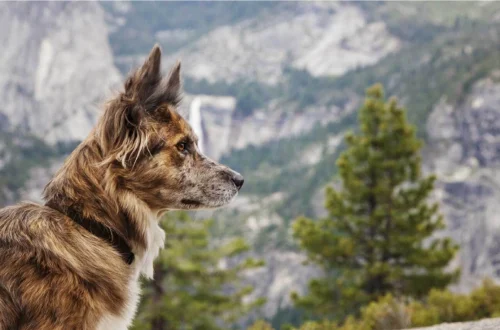 Planning a Dog-Friendly Adventure Retreat Tips for Pet Travel and Activities