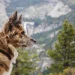 Planning a Dog-Friendly Adventure Retreat Tips for Pet Travel and Activities