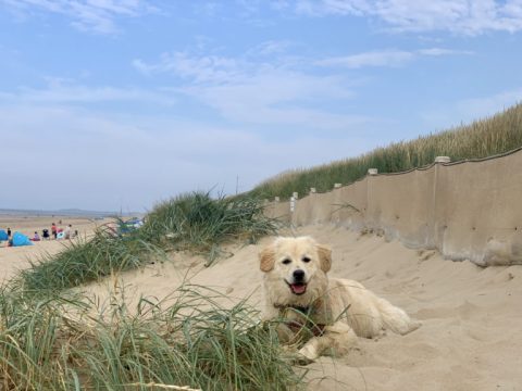 A Dog Friendly Holiday on the Norfolk Coast