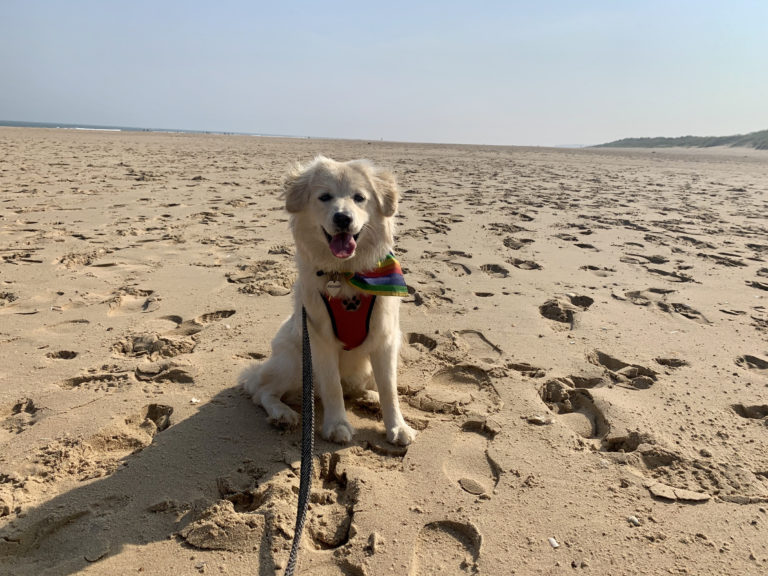 The 6 best dog-friendly beaches in Devon