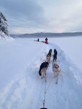 Dog sledding with Beito Husky Tours
