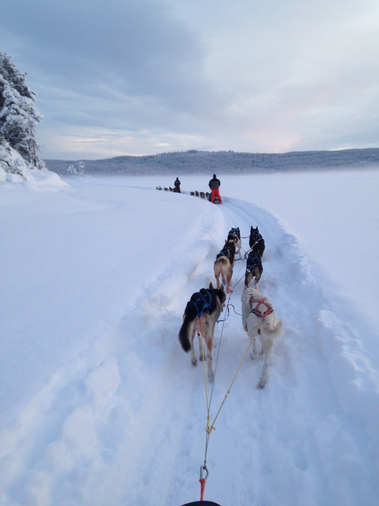 Dog sledding with Beito Husky Tours